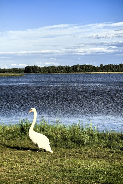 天鹅，天鹅家庭，自然，风景，湖泊，布拉斯拉夫湖，带小天鹅的天鹅，鸟类，自然美学，天鹅湖，美丽，明亮的天鹅照片，湖上的天鹅图片下载