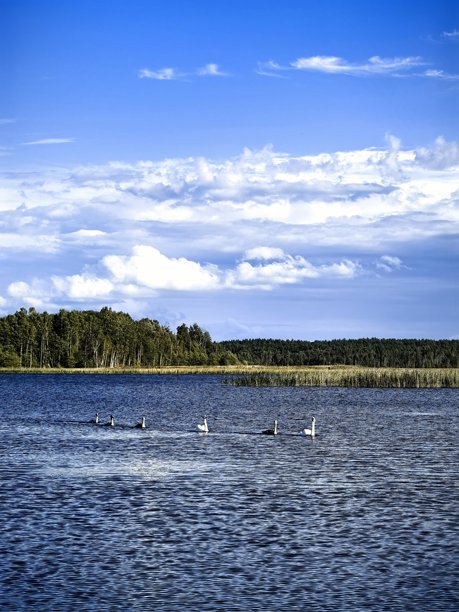 天鹅，天鹅家庭，自然，风景，湖泊，布拉斯拉夫湖，带小天鹅的天鹅，鸟类，自然美学，天鹅湖，美丽，明亮的天鹅照片，湖上的天鹅图片下载