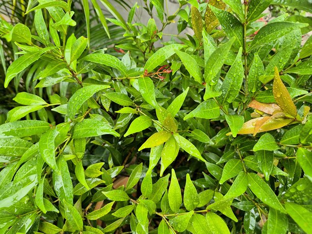 高分辨率的特写照片，展示了新鲜的绿色叶子上点缀着闪亮的雨滴，沐浴在柔和的自然光中，捕捉了叶子的纹理、湿润的细节以及雨后植物的宁静清新感。图片下载