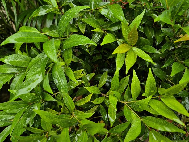 高分辨率的特写照片，展示了新鲜的绿色叶子上点缀着闪亮的雨滴，沐浴在柔和的自然光中，捕捉了叶子的纹理、湿润的细节以及雨后植物的宁静清新感。图片下载