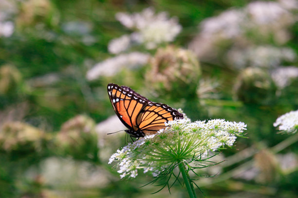 温暖色调和丰富色彩的野生胡萝卜背景风景照片图片下载