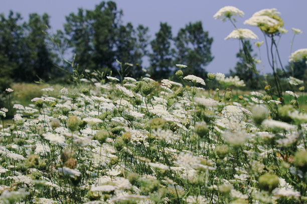 温暖色调和丰富色彩的野生胡萝卜背景风景照片图片下载