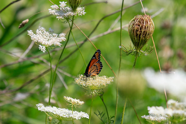 温暖色调和丰富色彩的野生胡萝卜背景风景照片图片下载