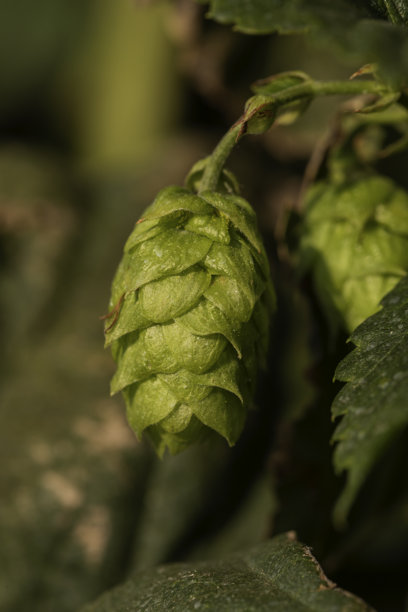啤酒花（Humulus lupulus）在藤蔓上的特写照片，带有叶子和绿色苞片，在自然光下拍摄，选择性对焦和浅景深，模糊的叶子背景，是手工啤酒的原料。图片下载