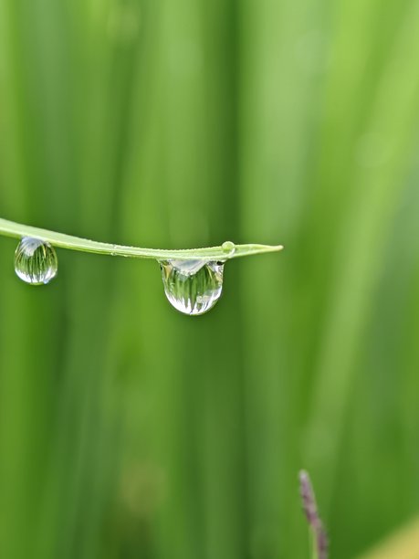 叶子上的露珠特写宏观照片图片下载
