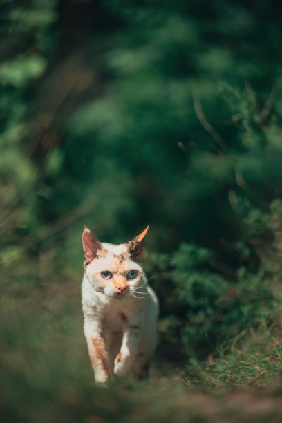 好奇、有趣、可爱、美丽、顽皮的德文卷毛猫在行走。德文卷毛猫在雨中优雅地行走，毛色为奶油色，绿眼睛。令人惊叹的快乐宠物。猫的优雅。图片下载