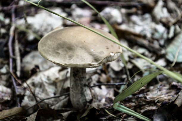 秋季森林中生长的可食用蘑菇特写。照片传达了静谧狩猎的氛围，以及大自然为冬季做准备的美丽，突显了森林地面的细节。图片下载