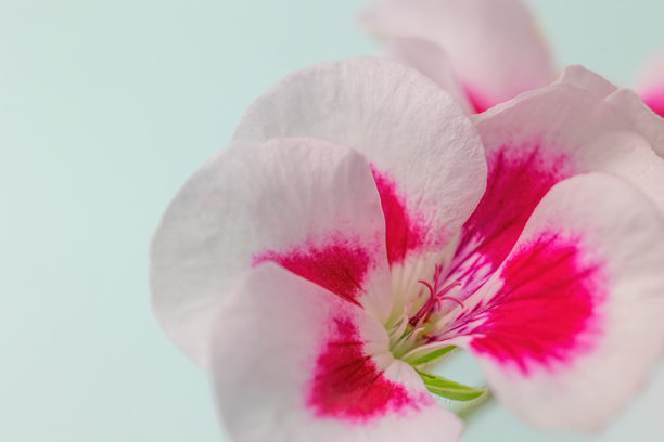 大花天竺葵的特写照片，背景为浅蓝色。图片下载