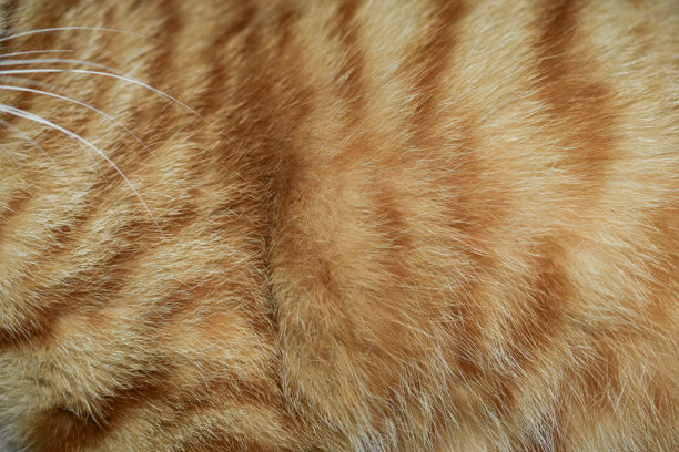 橙色猫毛背景纹理，白色猫胡须，美丽的图案，特写照片，满幅，抽象。图片下载