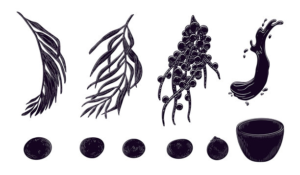 巴西莓、棕榈叶黑白矢量插图，背景为白色。超级食品紫色浆果，手绘棕榈叶剪影素材。浆果、碗用于设计包装、标签。图片下载
