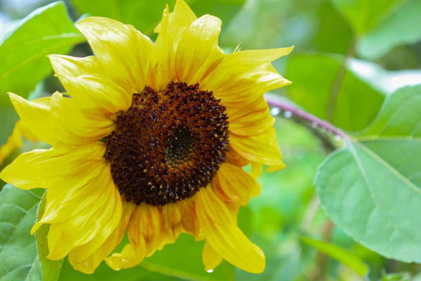 一朵花瓣轮廓清晰、中心深色、沾满雨滴的向日葵吸引着目光。这张照片传达了花朵的自然完美，突显了它的丰富和生机。图片下载