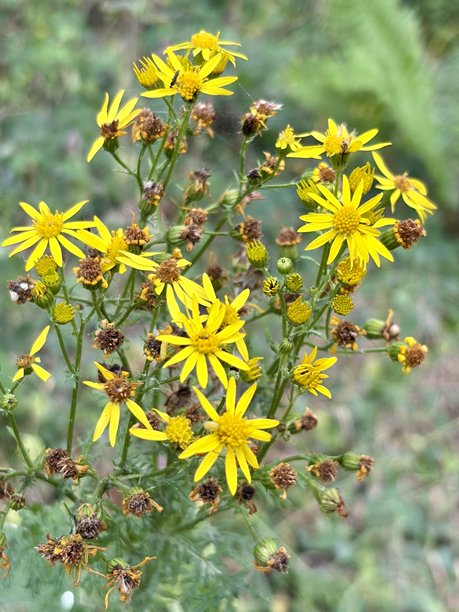 明亮的黄色野花在自然草地上盛开，与模糊的绿色背景形成对比。这张特写照片捕捉了盛开的花朵的鲜艳色彩和精致结构。图片下载