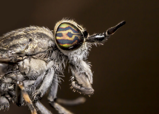 牛虻。昆虫肖像。色彩丰富的详细微距照片。特写。文本空间。复眼。屏幕保护程序。苍蝇。马蝇。牛虻科。牛虻属。血液。吸血者。牛虻。图片下载