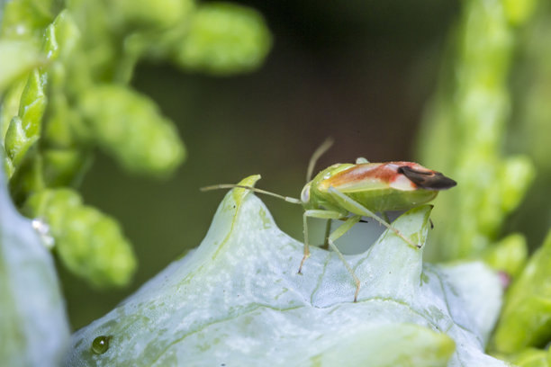 盾虫在雪松球果上。野生动物。色彩丰富的详细微距照片，展示了一只昆虫的特写。留有文本空间。屏幕保护程序。虫子。盾虫科。绿盾虫。甲虫。图片下载