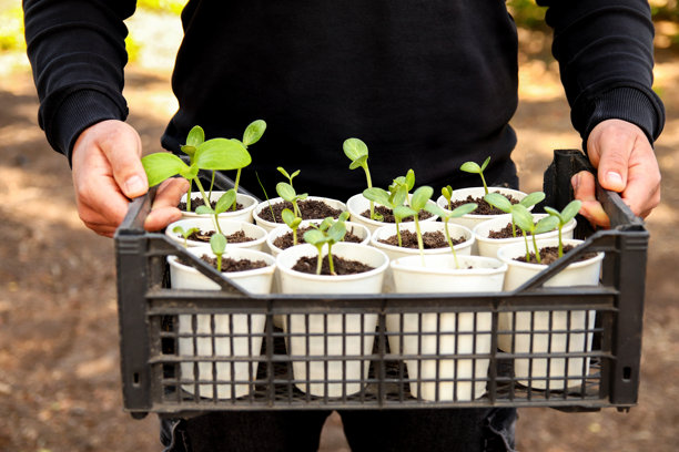 一名男子手持一盒生机勃勃的幼苗，里面有年轻的黄瓜、番茄和罗勒植物。这张图片捕捉了园艺的精髓，以及在小花盆中种植新鲜香草和蔬菜的乐趣。图片下载