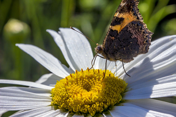 孔雀眼蝶停在雏菊花上，背景模糊。野生动物。色彩丰富的昆虫特写宏观照片。近距离拍摄。留有文字空间。屏幕保护程序。蝴蝶。阿格莱斯·伊奥。凤蝶科。图片下载