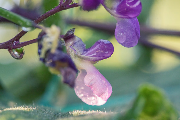 带水珠的扁豆花特写照片。图片下载