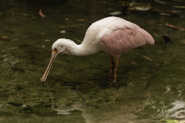 玫瑰鹮（Platalea ajaja）在浅湿地水中近距离觅食，粉色羽毛和勺形喙在自然光下，横向野生动物照片，留有空白区域。图片下载