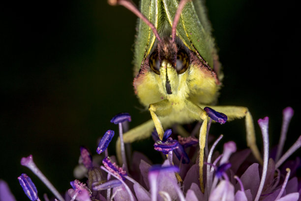 黑色背景上的花朵上的蝴蝶。野生动物。色彩丰富的昆虫特写宏观照片。近距离拍摄。留有文字空间。屏幕保护程序。图片下载