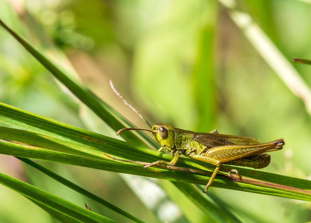 绿色的蚱蜢在草丛中。野生动物。色彩丰富、细节清晰的昆虫特写照片。特写镜头。留有文字空间。屏幕保护程序。格里格。绿蚱蜢。蚱蜢。蟋蟀。图片下载