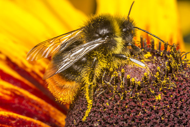 大黄蜂为花朵授粉。野生动物。色彩丰富的详细微距照片，展示昆虫特写。留有文本空间。屏幕保护程序。虚化效果。大黄蜂属。大黄蜂。蜜蜂科。图片下载