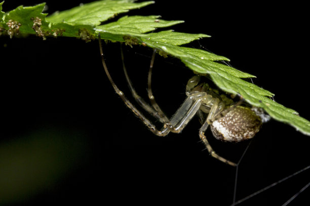 蜘蛛网和苔藓。野生动物。色彩丰富、细节清晰的昆虫特写照片。特写镜头。留有文本空间。屏幕保护程序。花园蜘蛛。圆网蛛属。蜘蛛。圆网蛛。园蛛科。图片下载