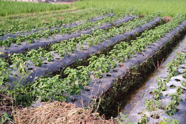 覆盖有穿孔塑料覆盖物的农业和种植土地照片图片下载