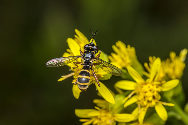 黄花上的悬停蝇。野生动物。色彩丰富的详细微距照片，展示昆虫特写。留有文本空间。屏幕保护程序。散景。悬停蝇。阳光蝇。图片下载