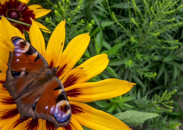 孔雀眼蝶停在黑心菊花上。野生动物。色彩丰富的昆虫特写宏观照片。特写镜头。留白空间。屏幕保护程序。散景。蝴蝶。阿格莱斯·伊奥。凤蝶科。图片下载