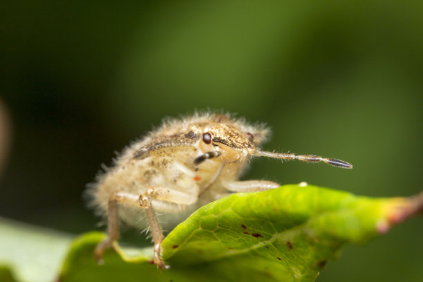 植物上的毛虫。野生动物。色彩丰富的详细微距照片。特写。留有文本空间。屏幕保护程序。散景。臭虫。甲虫。盾蝽科。害虫。图片下载
