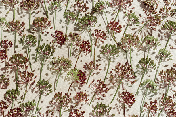 秋季图案特写，开花的莳萝植物作为图案，自然伞形花朵在米色背景上。美学照片展示了香料草药茴香。自然简约的静物，展现了茴香的花序。图片下载