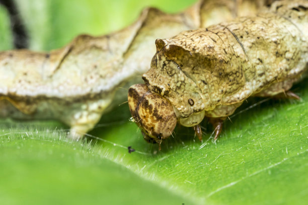 草地蛾幼虫。色彩丰富的详细宏观照片，展示了野外的一种昆虫。特写镜头。留有文本空间。启动画面。散景效果。幼虫。蝴蝶。Loxostege sticticalis。蛾。害虫。图片下载