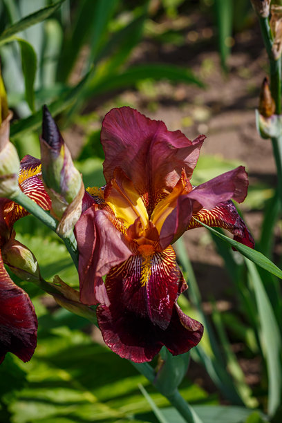 酒红色鸢尾花在花园中盛开。花朵的微距照片图片下载