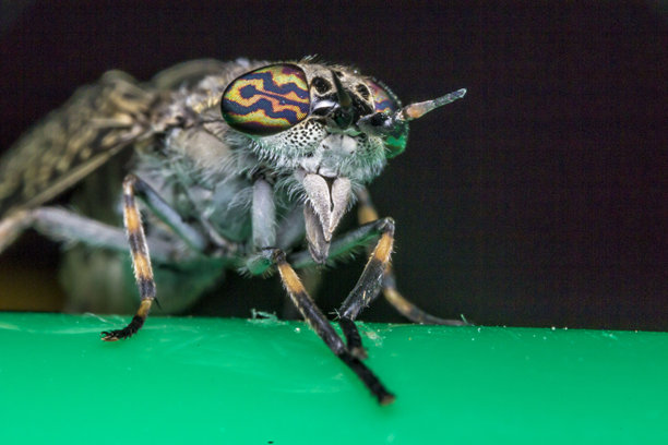 牛虻。昆虫肖像。色彩丰富的详细微距照片。特写。文本空间。复眼。屏幕保护程序。苍蝇。马蝇。牛虻科。牛虻属。血液。吸血者。牛虻。图片下载