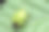 绿叶上的盾虫。野生动物。色彩丰富的详细微距照片，展示了一只昆虫的特写。留有文本空间。屏幕保护程序。散景效果。虫子。盾虫科。绿盾虫。甲虫。图片下载
