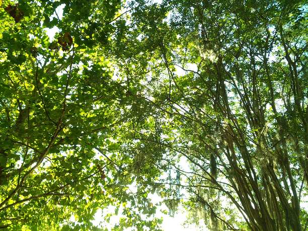 2025年夏季在佛罗里达中部户外郁郁葱葱的植物和树木的胶卷照片图片下载