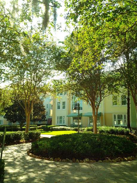 2025年夏季在佛罗里达中部户外郁郁葱葱的植物和树木的胶卷照片图片下载