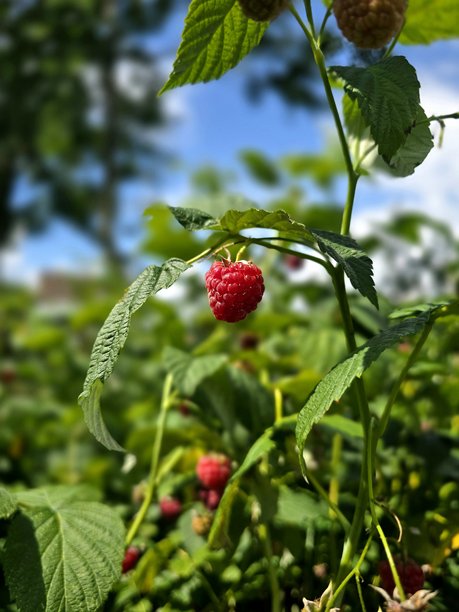 这张图片展示了一颗鲜艳的红色覆盆子挂在灌木上，背景模糊的其他浆果和绿色叶子暗示着一个郁郁葱葱的花园或农场。图片下载