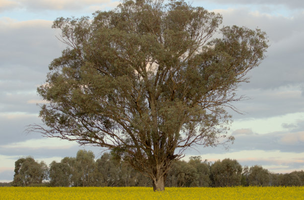 澳大利亚桉树在多云天空下被油菜花田环绕的风景照片图片下载