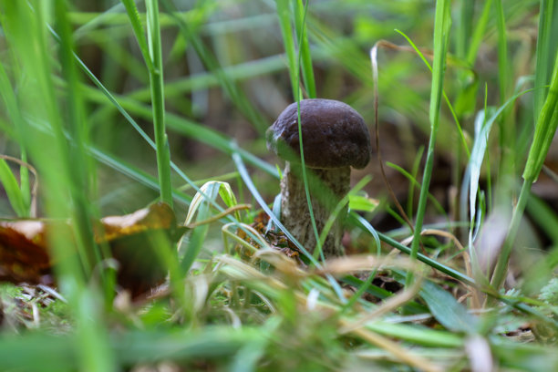 前景中清晰可见一朵棕色帽子的蘑菇，谨慎地藏在浓密的绿色草丛中。这张照片完美地传达了自然和谐的感觉以及森林的神秘，突显了野外的小细节。图片下载
