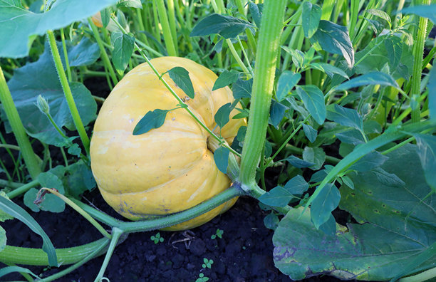 一只大型黄色南瓜在花园中生长，周围是绿色的叶子和粗壮的茎，突显出丰盈和自然的感觉。这张照片非常适合用来表现丰收、农业、秋季节日或健康饮食等主题。图片下载