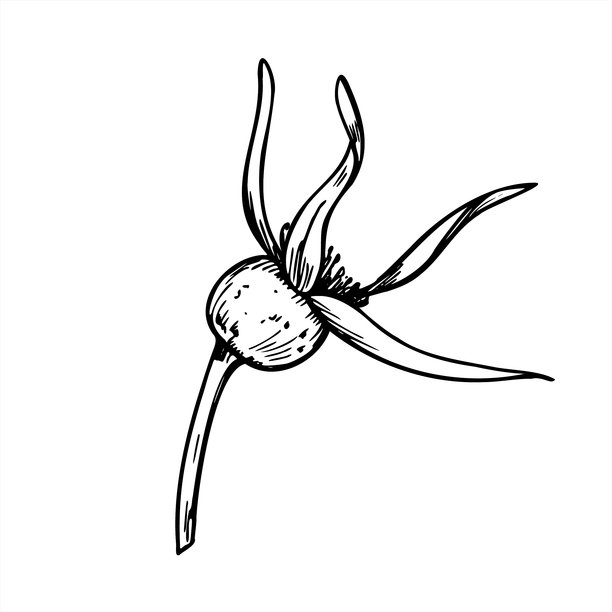 单一单色成熟的玫瑰果浆果矢量图，采用黑色墨水绘制。健康的野生浆果图形草图，适用于草药包装、维生素补充剂、有机茶标签。图片下载