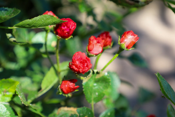 娇嫩的红玫瑰和玫瑰花蕾，花瓣上沾着小水珠，在阳光下闪闪发光。这张照片传达了花朵刚开始在花园中绽放的美丽与清新。图片下载