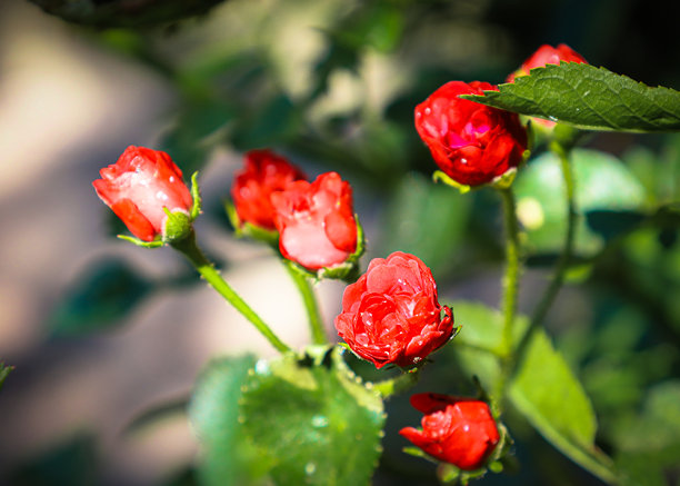 这张照片展示了红色玫瑰花蕾和盛开的花朵的特写，花瓣上带有小水珠。图像传达了植物在阳光下绽放的清新、温柔和美丽。图片下载