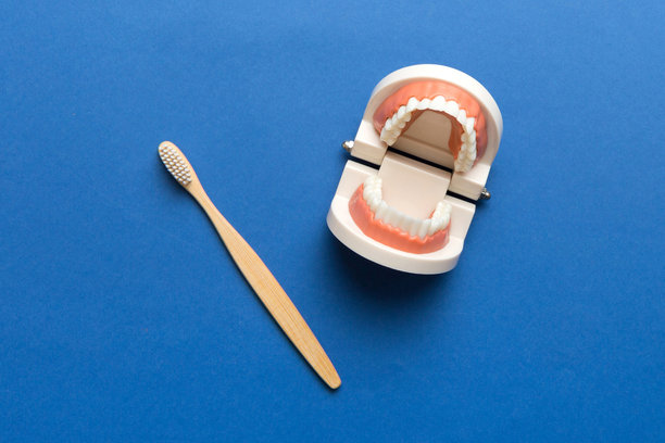 人类下颌的特写模型，白色牙齿和牙刷。牙科概念照片。义齿。假牙的俯视图，留有空白空间。图片下载