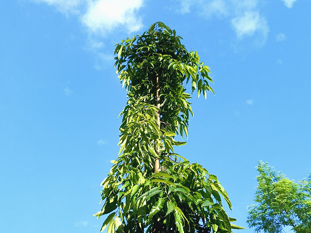 蓝天与长叶月桂树的图片，可用作自然背景。图片下载