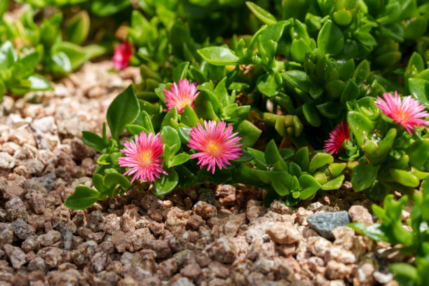 可爱的粉色小太阳玫瑰（Aptenia）花在花坛中盛开特写照片。图片下载
