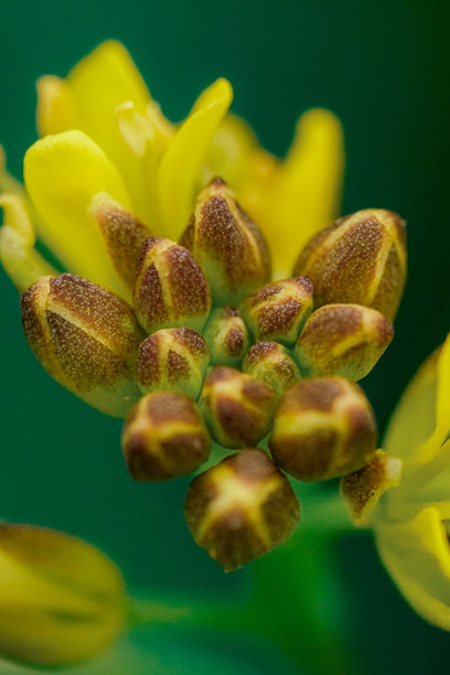 特写照片展示了一簇黄色花蕾，背景柔和的绿色，细节精致。图片下载