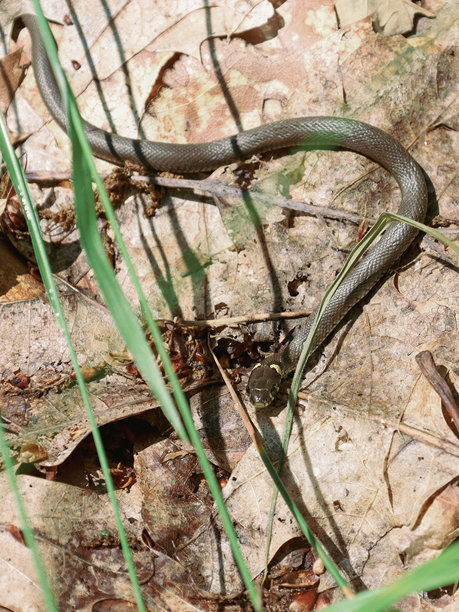一条普通的毒蛇在森林中落叶上滑行，营造出一种野性和未被探索的自然氛围。这张图片非常适合用来阐述与野生动物、生态学、生物学、森林生态系统和野生动物相关的主题。图片下载