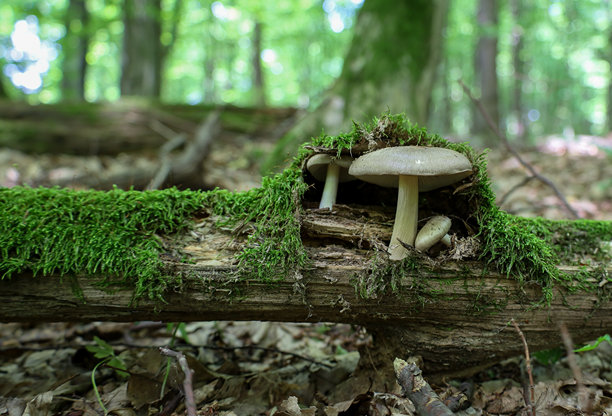一朵生长在苔藓覆盖的树干上的蘑菇营造出一种野性自然和童话般的氛围。这张照片非常适合用来展示与自然、生态、植物学和森林生态系统相关的主题。图片下载